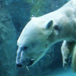 rps20170517_160015_588