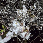 20250401_203553_copy_2992x2992新しい方